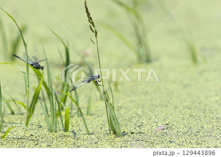 シオカラトンボ 129443896