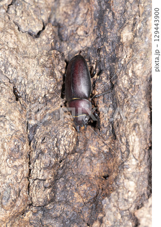 ノコギリクワガタ ノコギリクワガタ 129443900