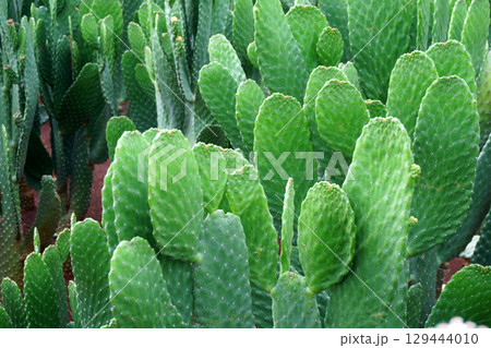 big cactus tree in garden 129444010