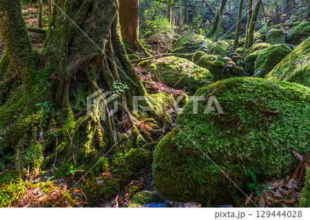 屋久島国立公園　木漏れ日と神が宿る森(冬 129444028