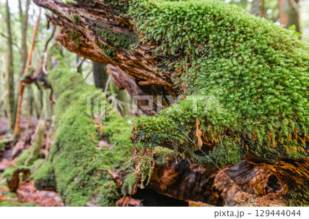 屋久島国立公園　苔が日本一きれいな森(冬 129444044