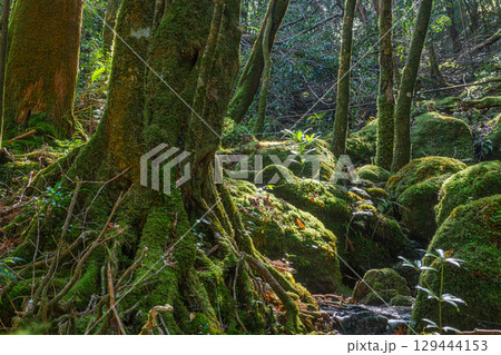 屋久島国立公園　木漏れ日と神が宿る谷(冬 129444153