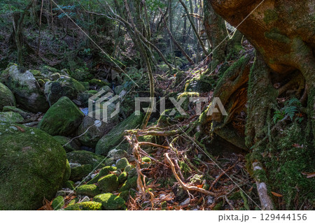屋久島国立公園　木漏れ日と神が宿る谷(冬 129444156