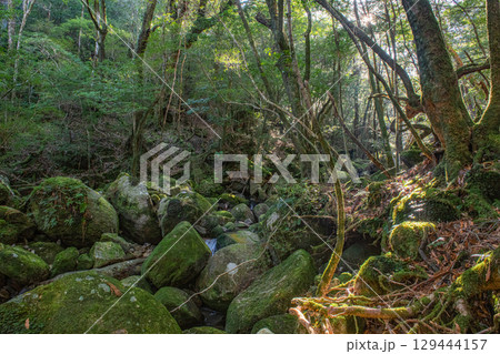 屋久島国立公園　木漏れ日と神が宿る谷(冬 129444157