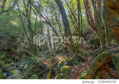 屋久島国立公園　木漏れ日と神が宿る沢(冬 129444158