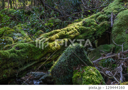 屋久島国立公園　木漏れ日と神が宿る沢(冬 129444160