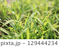 朝露 129444234