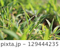 朝露 129444235