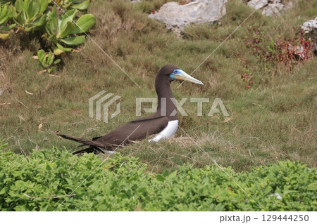 抱卵するカツオドリのオス 129444250