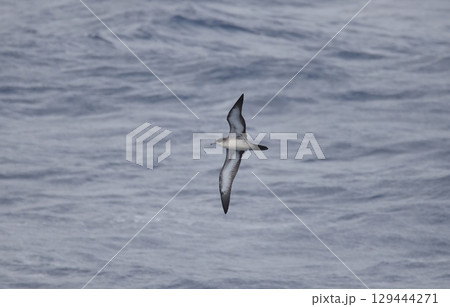 飛翔するオナガミズナギドリ 飛翔するオナガミズナギドリ 129444271