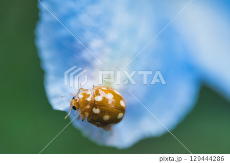 青い花にとまるテントウ虫 129444286