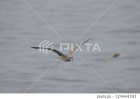 飛翔するフルマカモメ 129444391