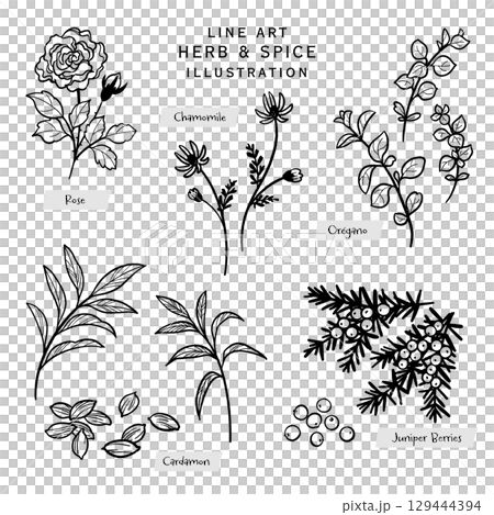 Kitchen herbs and spices line drawing illustration-3 129444394