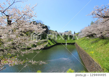 牛ヶ淵の桜 129444495