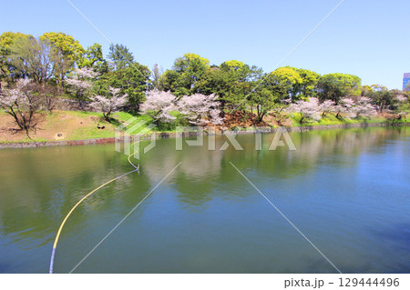 千鳥ヶ淵の桜 129444496