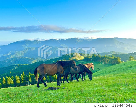 都井岬 野生馬 都井岬 野生馬 129444548