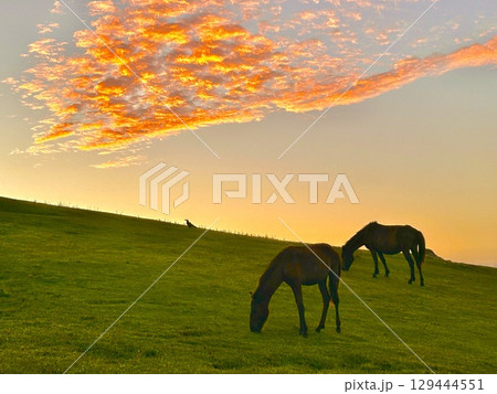 都井岬 野生馬 都井岬 野生馬 129444551