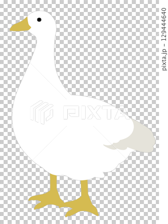 簡單的白鵝插圖 簡單的白鵝插圖 129444640