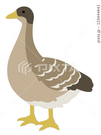 シンプルな茶色いガチョウのイラスト 129444641