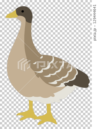 シンプルな茶色いガチョウのイラスト 129444641