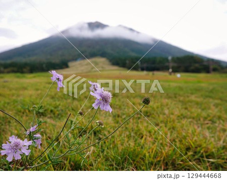 大山と花 大山と花 129444668