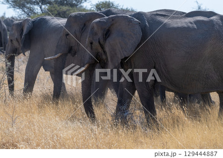 Elephant herd grazing in Etosha 129444887