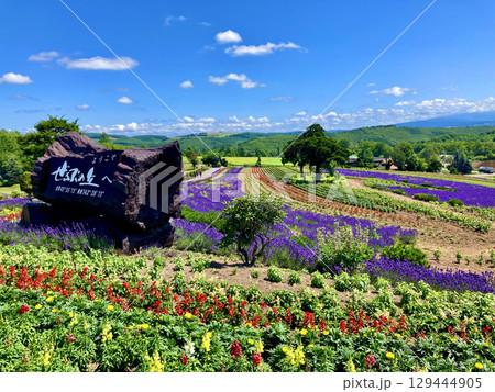 ぜるぶの丘（北海道・上川郡美瑛町） 129444905