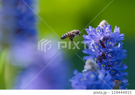 ポンテデリアの蜜を吸うミツバチ ポンテデリアの蜜を吸うミツバチ 129444915