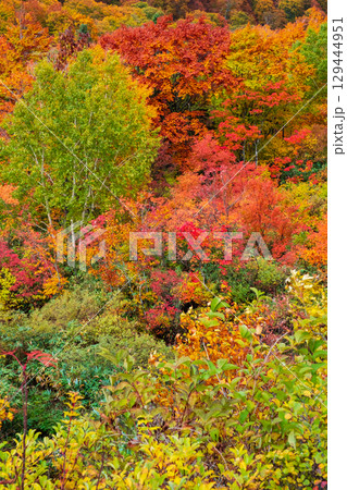 八幡平の紅葉 129444951