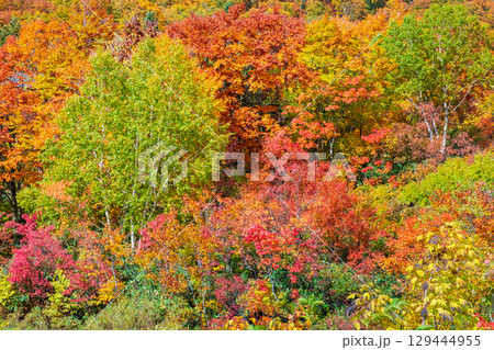 八幡平の紅葉 八幡平の紅葉 129444955
