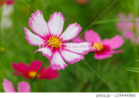 秋の花・可憐なピンクのコスモス 秋の花・可憐なピンクのコスモス 129444968