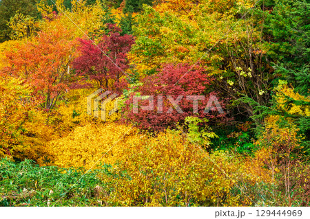 八幡平の紅葉 八幡平の紅葉 129444969