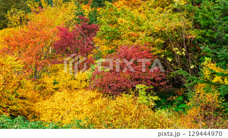 八幡平の紅葉 八幡平の紅葉 129444970