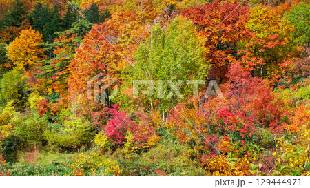八幡平の紅葉 八幡平の紅葉 129444971
