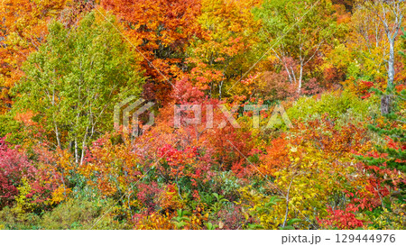八幡平の紅葉 八幡平の紅葉 129444976
