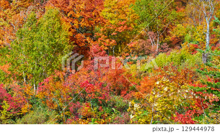 八幡平の紅葉 129444978