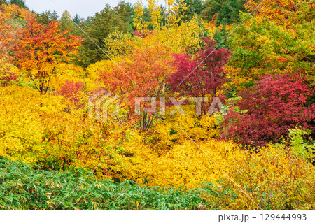 八幡平の紅葉 八幡平の紅葉 129444993
