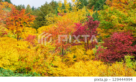 八幡平の紅葉 八幡平の紅葉 129444994