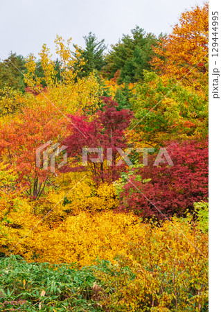 八幡平の紅葉 八幡平の紅葉 129444995