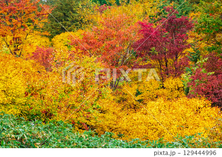八幡平の紅葉 129444996