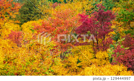 八幡平の紅葉 129444997