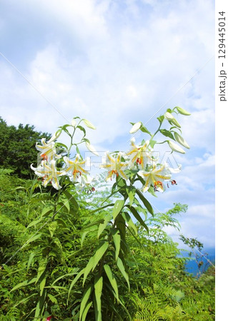 坂戸山 129445014