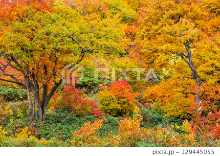 八幡平の紅葉 129445055