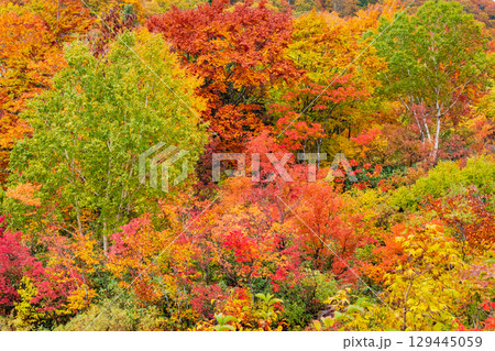 八幡平の紅葉 129445059