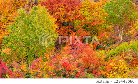 八幡平の紅葉 129445060