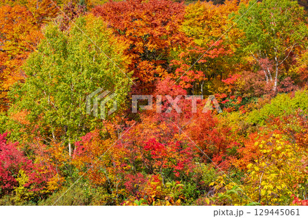 八幡平の紅葉 129445061