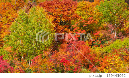 八幡平の紅葉 129445062