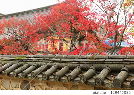 世界遺産に指定された仏国寺（韓国、慶州）：モミジに彩られた境内の一角 129445089