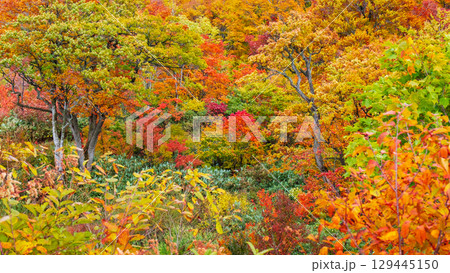 八幡平の紅葉 八幡平の紅葉 129445150