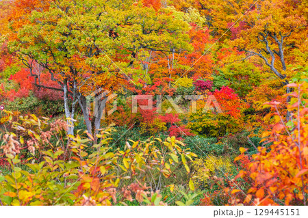 八幡平の紅葉 129445151